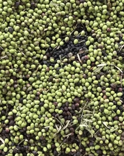 أخضر الجبل: زيتون ولوز وأعمدة