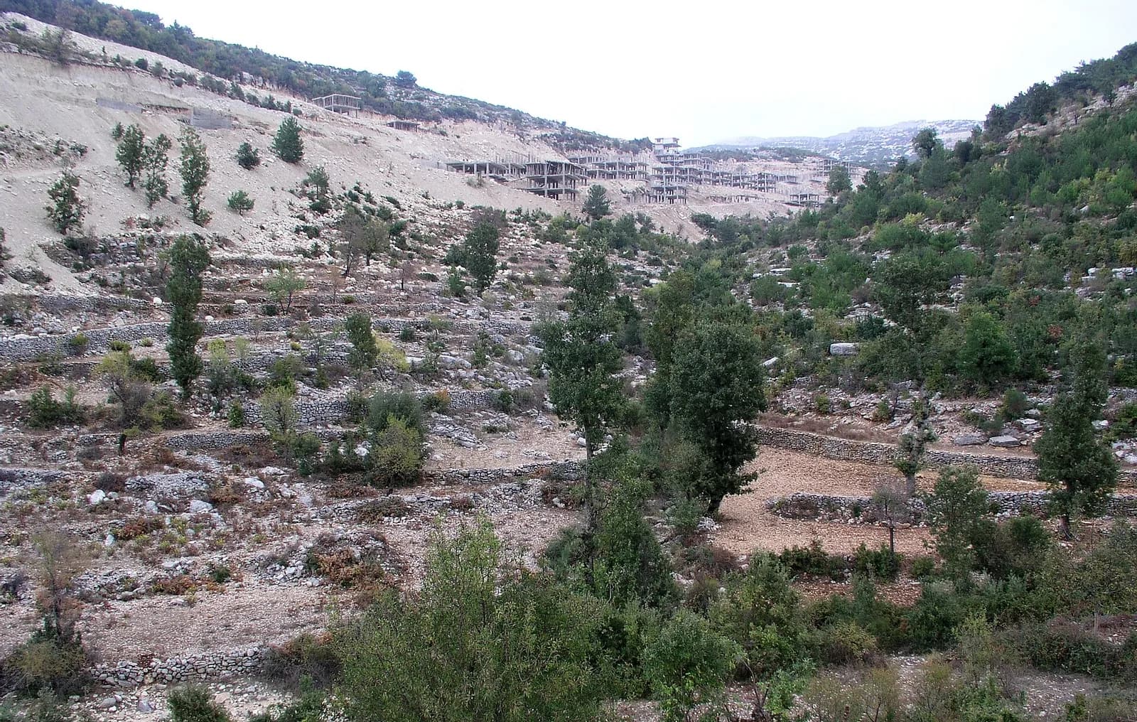 صلنفة